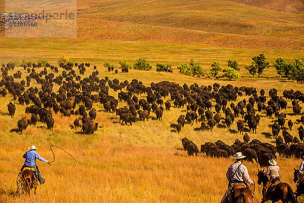 Buffalo Round Up  Custer State Park  Black Hills  South Dakota  Vereinigte Staaten von Amerika  Nordamerika