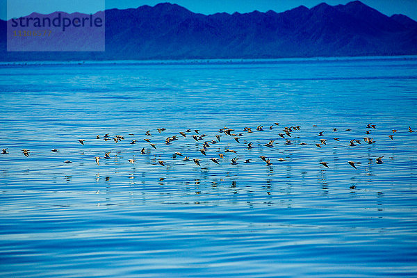 Vögel  Walbeobachtung  Magdalena-Bucht  Mexiko  Nordamerika