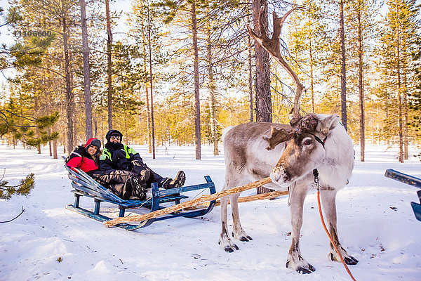 Ehepaar auf Rentier-Safari  Kakslauttanen Iglu-Dorf  Saariselka  Finnland  Skandinavien  Europa