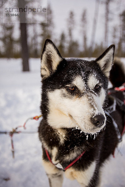 Husky-Hund  Hundeschlittenfahrt  Kakslauttanen Igloo Village  Saariselka  Finnland  Skandinavien  Europa