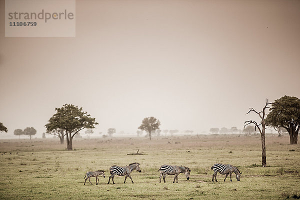 Zebras auf Safari  Mizumi Safari Park  Tansania  Ostafrika  Afrika