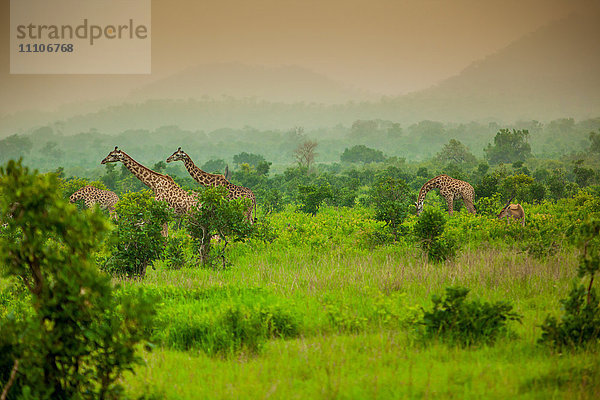 Giraffen auf Safari  Mizumi Safari Park  Tansania  Ostafrika  Afrika