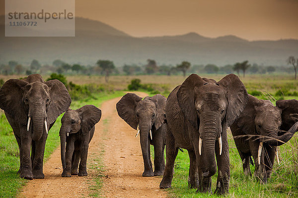 Afrikanische Elefantenfamilie auf Safari  Mizumi Safari Park  Tansania  Ostafrika  Afrika