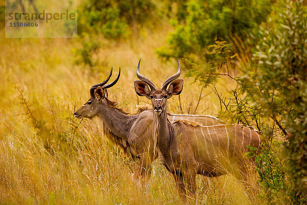 Wilde afrikanische Hirsche im Krüger-Nationalpark  Johannesburg  Südafrika  Afrika