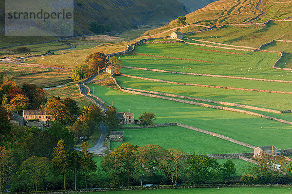Frühes Morgenlicht auf den Trockenmauern und Feldern neben dem Dorf Arncliffe in den Yorkshire Dales im Herbst  North Yorkshire  Yorkshire  England  Vereinigtes Königreich  Europa