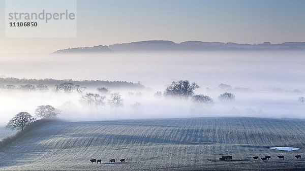 Beeston Castle und Peckforton Hills erheben sich an einem frostigen Wintermorgen über einer Nebeldecke  die die Ebene von Cheshire bedeckt  Cheshire  England  Vereinigtes Königreich  Europa