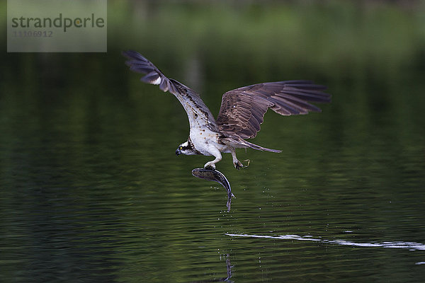 Fischadler (Pandion haliaetus) beim Verlassen eines kleinen Sees mit einem Fisch in seinen Krallen  Schottland  Vereinigtes Königreich  Europa