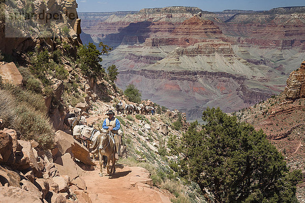 Ein Cowboy-Wrangler führt einen Zug von Pferden den South Kaibab Trail im Grand Canyon National Park hinauf  UNESCO-Weltkulturerbe  Arizona  Vereinigte Staaten von Amerika  Nordamerika