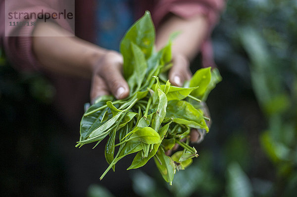 Ein Mädchen sammelt Teeblätter im Bundesstaat Meghalaya im Nordosten Indiens  Indien  Asien