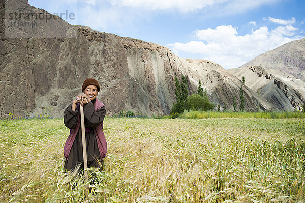 Eine Frau lässt sich bei der Arbeit auf einem Weizenfeld in Ladakh  Indien  Asien  fotografieren