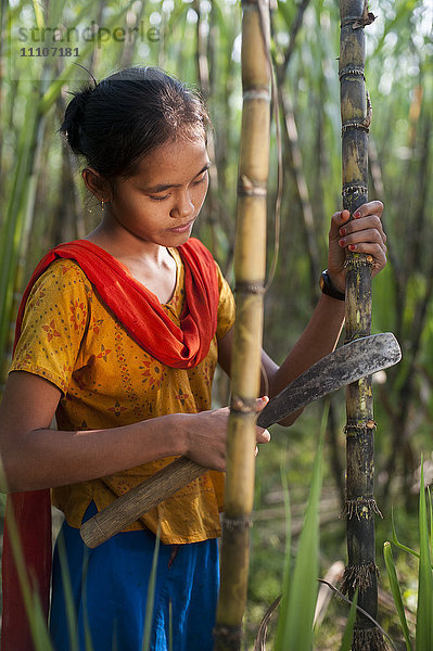 Ein Mädchen erntet Zuckerrohr im Bezirk Rangamati  Chittagong Hill Tracts  Bangladesch  Asien