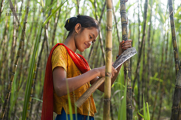 Ein Mädchen erntet Zuckerrohr im Bezirk Rangamati in den Chittagong Hill Tracts  Bangladesch  Asien
