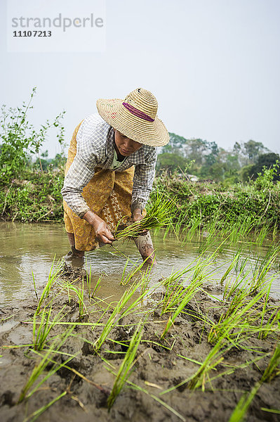 Eine Frau pflanzt Reis in einem Reisfeld in der Nähe von Myitkyina  Myanmar (Birma)  Asien