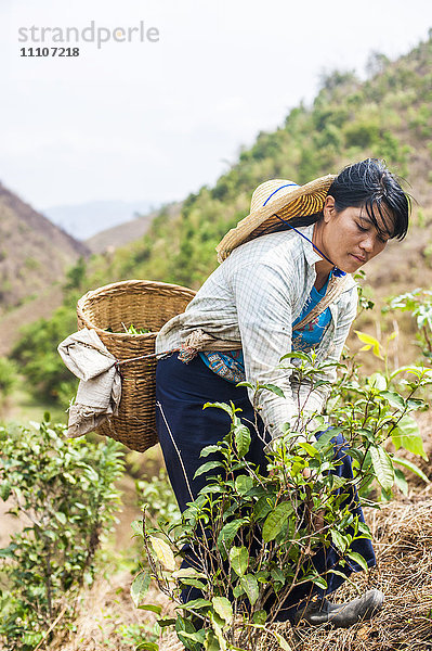 Sammeln von Teeblättern  nur die jungen Teeblätter werden zum Trocknen gepflückt  Shan-Staat  Myanmar (Burma)  Asien