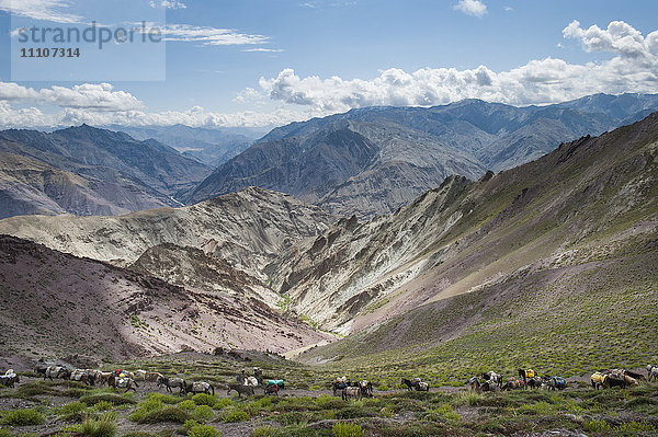 Packpferde in der Region Ladakh  Himalaya  Indien  Asien