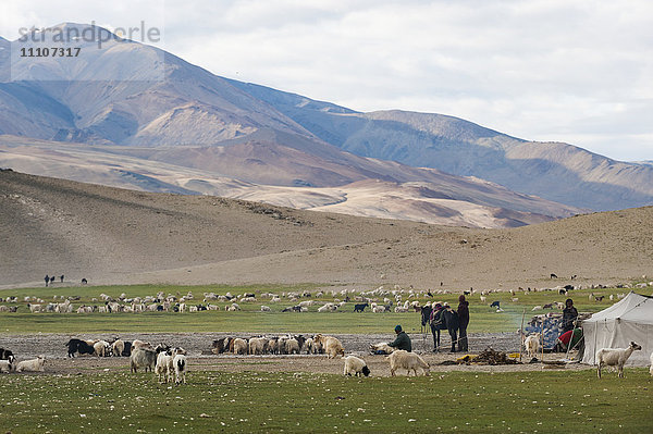 Nomaden in einem Zeltlager in der Nähe von Tso Moriri in Ladakh  Nordindien  Indien  Asien