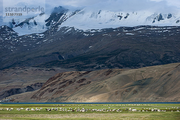 Ziegen in der abgelegenen Himalaya-Region Ladakh nahe Tso Moriri  Ladakh  Indien  Asien