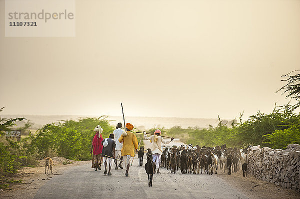 Hirten kehren bei Sonnenuntergang vom Weiden ihrer Ziegen im trockenen Bundesstaat Rajasthan  Indien  Asien  zurück