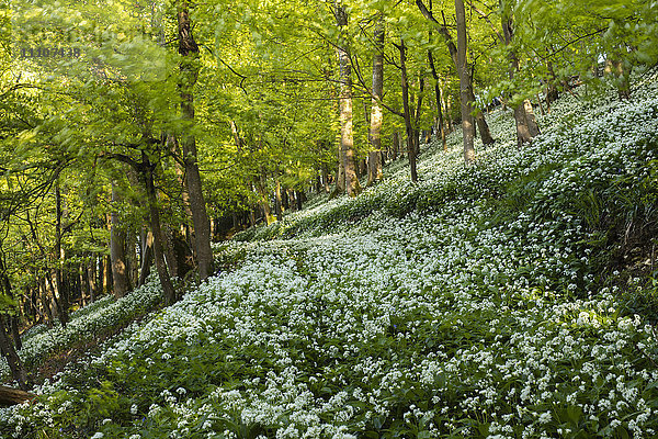 Ein Teppich aus Bärlauch (Bärlauch) in einem hügeligen Abschnitt dieses britischen Laubwaldes im Frühling  Vereinigtes Königreich  Europa