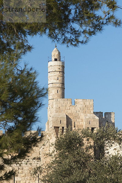 Davidsturm durch Bäume  Altstadt von Jerusalem  Israel  Naher Osten