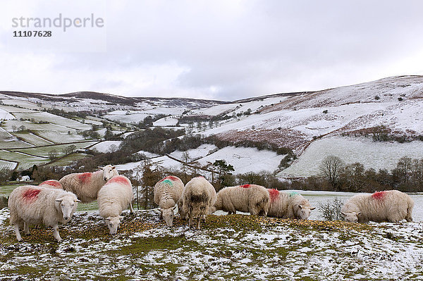 Schafe weiden auf einem Hochmoor in einer winterlichen Landschaft in Powys  Wales  Vereinigtes Königreich  Europa