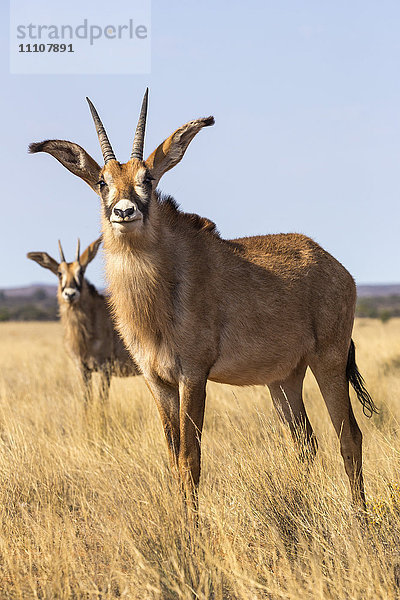 Pferdeantilope (Hippotragus equinus)  Mokala-Nationalpark  Südafrika  Afrika