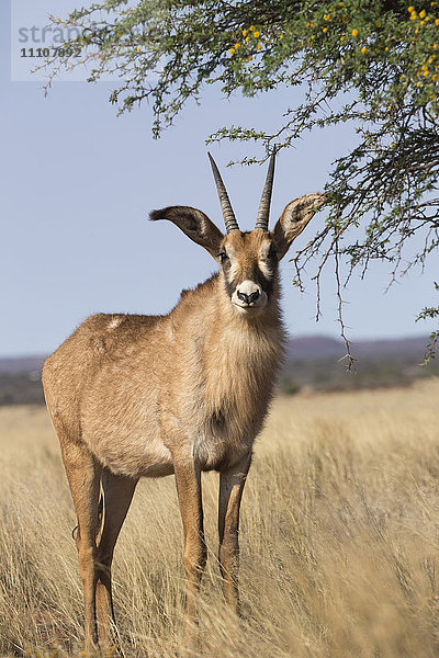 Pferdeantilope (Hippotragus equinus)  Mokala-Nationalpark  Südafrika  Afrika