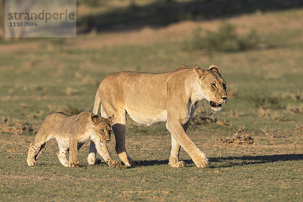 Löwin mit Jungtier (Panthera leo)  Kgalagadi Transfrontier Park  Nordkap  Südafrika  Afrika