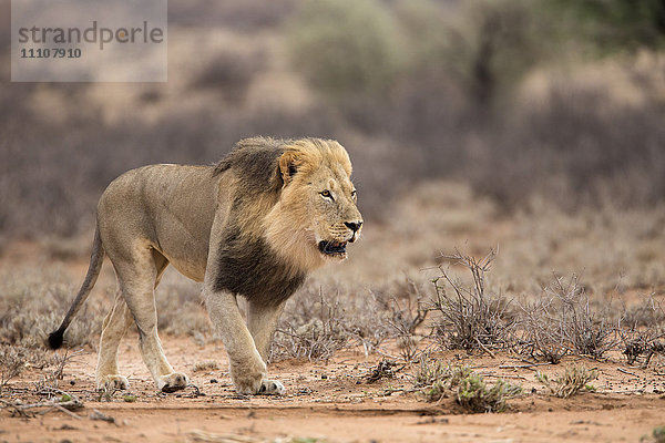 Löwe (Panthera leo)  Kgalagadi Transfrontier Park  Nordkap  Südafrika  Afrika