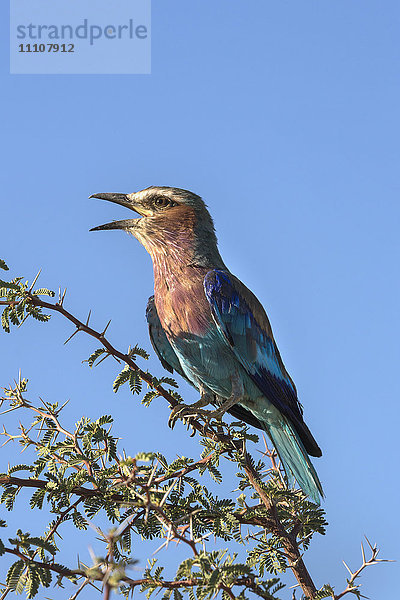 Lila-Brustwalze (Coracias caudatus)  Kgalagadi Transfrontier Park  Nordkap  Südafrika  Afrika