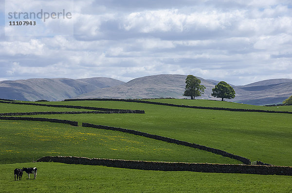 Trockensteinmauern  Eden Valley  Cumbria  England  Vereinigtes Königreich  Europa