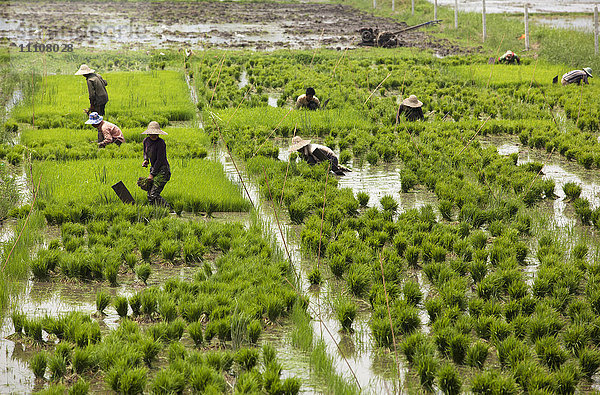 Pflege der Reisfelder  Shan-Staat  Myanmar (Birma)  Asien