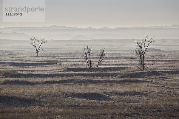 Drei kahle Bäume an einem dunstigen Morgen  Badlands National Park  South Dakota  Vereinigte Staaten von Amerika  Nordamerika