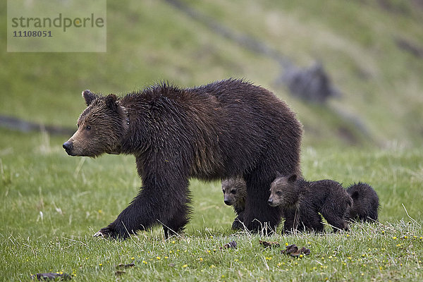 Grizzlybär (Ursus arctos horribilis) und seine drei Jungen  Yellowstone National Park  Wyoming  Vereinigte Staaten von Amerika  Nord-Amerika