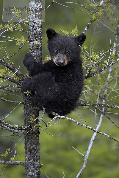 Schwarzbär (Ursus americanus) Junges des Jahres oder Frühlingsjunges in einem Baum  Yellowstone National Park  Wyoming  Vereinigte Staaten von Amerika  Nordamerika