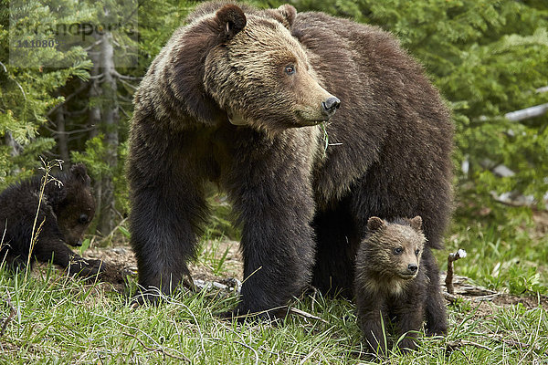 Grizzlybärsau (Ursus arctos horribilis) und zwei Junge  Yellowstone National Park  Wyoming  Vereinigte Staaten von Amerika  Nordamerika