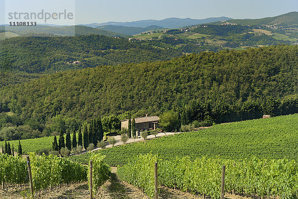 Weinberg und Olivenhain  Pian D'Albola  Radda in Chianti  Provinz Siena  Toskana  Italien  Europa