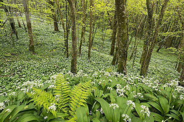 Bärlauch und Farne in einem kornischen Waldgebiet im Frühling  Looe  Cornwall  England  Vereinigtes Königreich  Europa