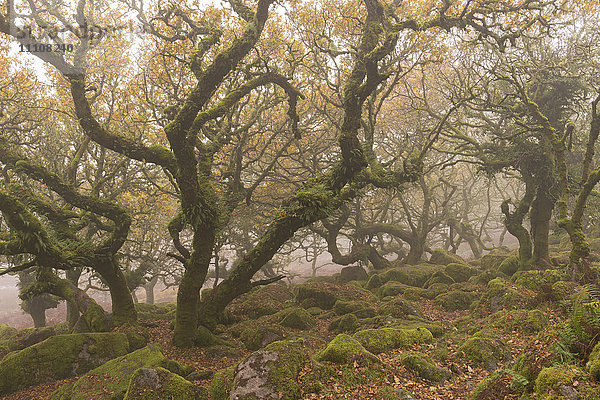 Der wilde und geheimnisvolle Wistman's Wood im Dartmoor National Park  Devon  England  Vereinigtes Königreich  Europa