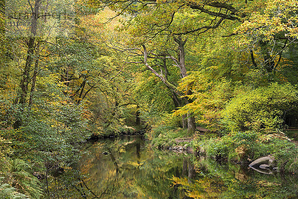 Herbstlaub am Fluss Teign bei Fingle Bridge  Dartmoor  Devon  England  Vereinigtes Königreich  Europa