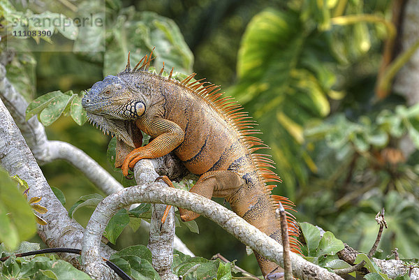 Grüner Leguan (Iguana iguana)  Projekt Grüner Leguan  San Ignacio  Belize  Mittelamerika
