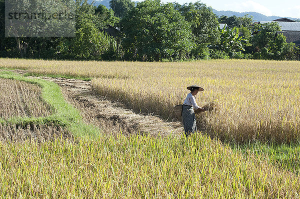 Frau mit Bambushut  Reisernte  Bambuskorb auf dem Rücken  ländliches Hsipaw  Shan-Staat  Myanmar (Birma)  Asien