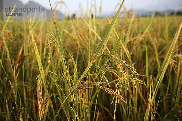Nahaufnahme von Reis in einem Reisfeld  Van Vieng  Provinz Vientiane  Laos  Indochina  Südostasien  Asien