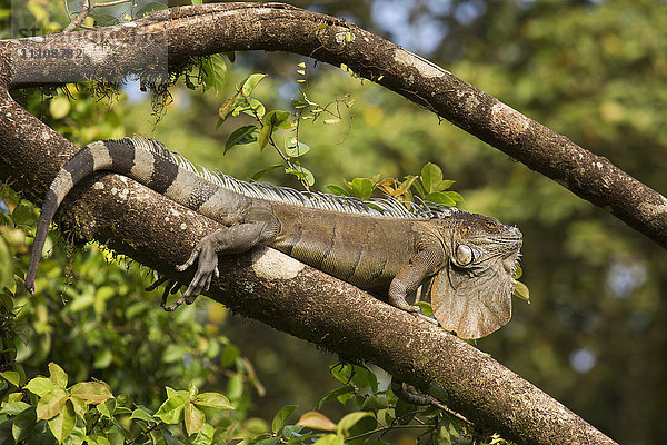 Ein Grüner Leguan (Iguana iguana) (Gewöhnlicher Leguan) (Amerikanischer Leguan)  im Dschungel von Costa Rica  Mittelamerika