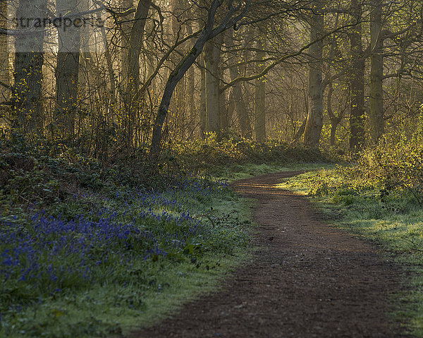 Ein Blick auf die Glockenblumen im Wald von Blickling  Norfolk  England  Vereinigtes Königreich  Europa