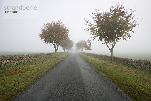 Leere baumgesäumte Straße im Nebel  Yanworth  Gloucestershire  England  Vereinigtes Königreich  Europa