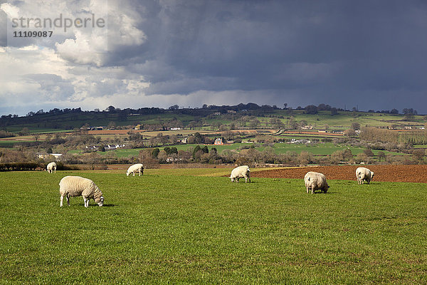 Cotswold-Landschaft mit Schafen  Chipping Campden  Cotswolds  Gloucestershire  England  Vereinigtes Königreich  Europa