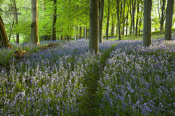 Pfad durch einen Blauglockenwald  Chipping Campden  Cotswolds  Gloucestershire  England  Vereinigtes Königreich  Europa