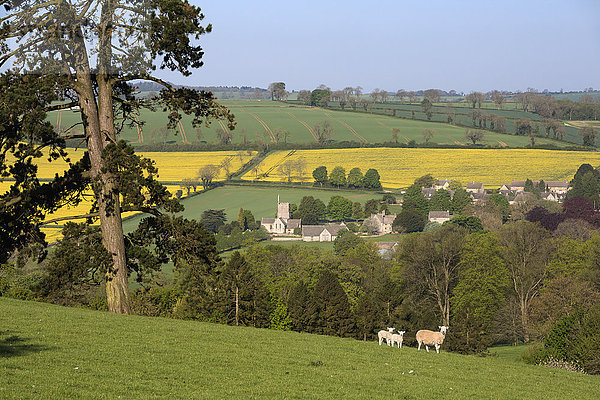 Rapsfelder und Schafe über dem Dorf Cotswold  Guiting Power  Cotswolds  Gloucestershire  England  Vereinigtes Königreich  Europa