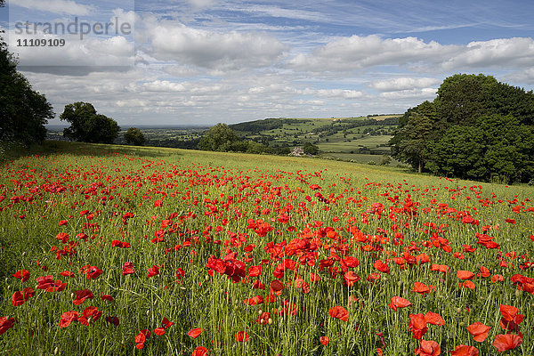 Feld mit roten Mohnblumen  in der Nähe von Winchcombe  Cotswolds  Gloucestershire  England  Vereinigtes Königreich  Europa